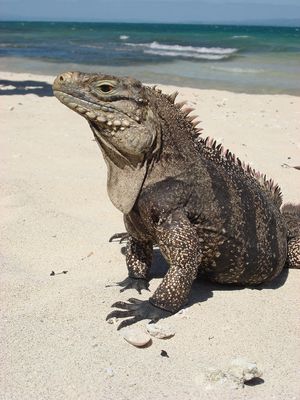 Cayo Iguana, Cuba