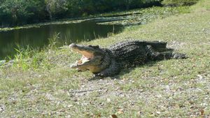 Крокодиловая Ферма в Нуэва-Херона