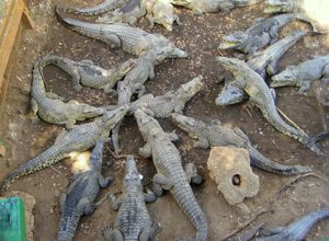 Крокодиловая ферма в Гуаме